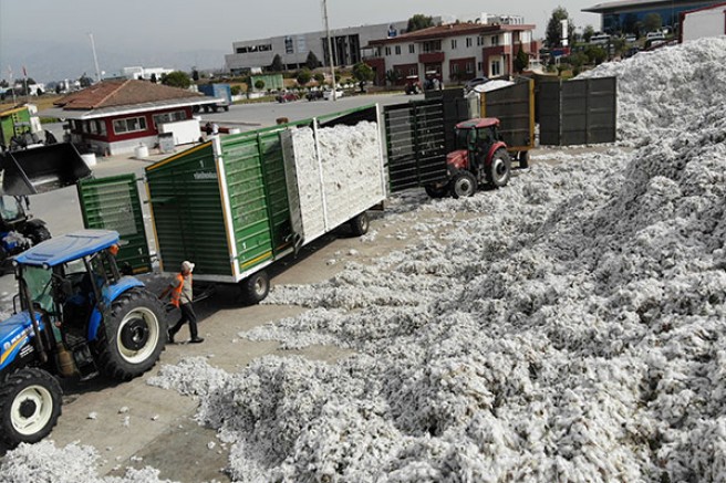 Aydın’da fiyatlar düştü, pamuklar rafa kaldırıldı 