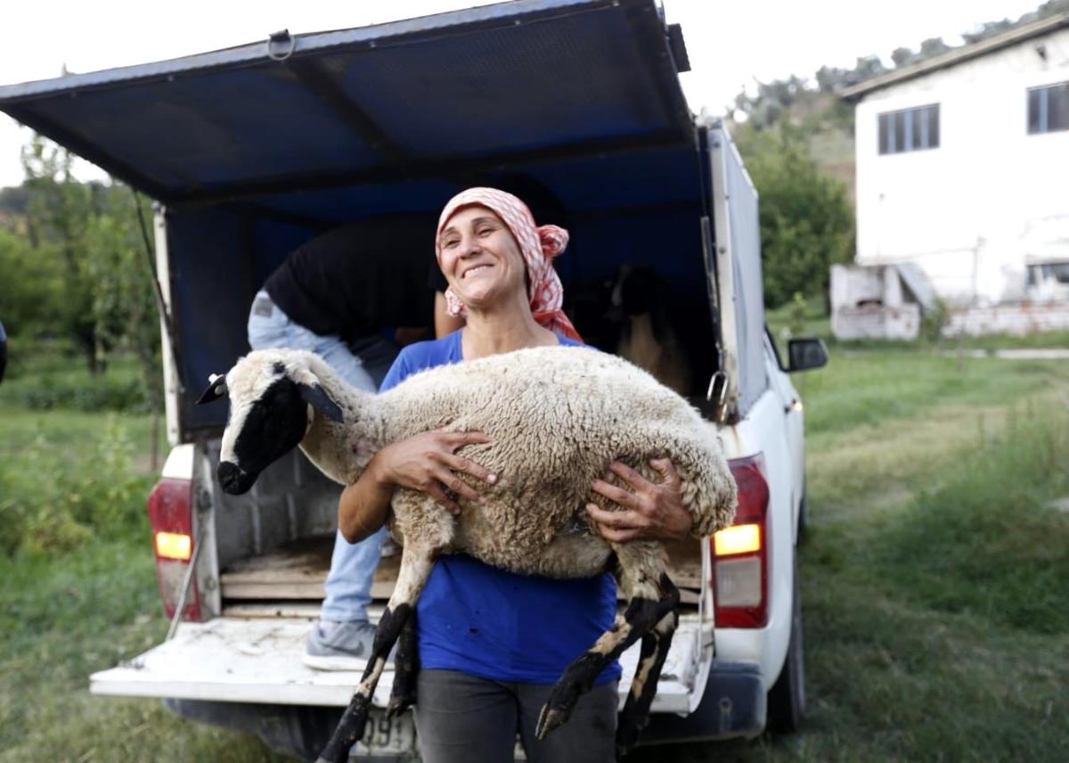 Koyunları telef olan kadın çobanın imdadına Başkan Çerçioğlu yetişti
