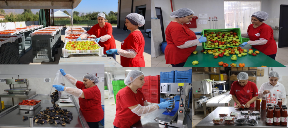 Efeler Belediyesi Kadın Emeği Tarımsal Ürün Fabrikası’nda sonbahar mesaisi devam ediyor.