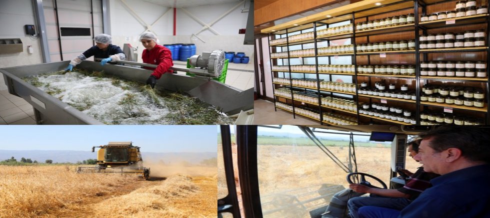 Efeler'in fabrikasında enginar sezonu bitti, Ege otları tezgâha indi