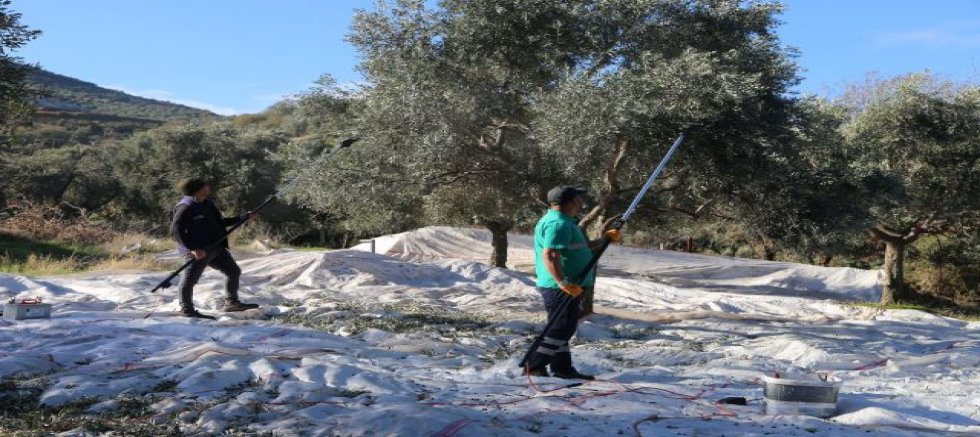 Efeler'in Zeytinleri için Hasat Zamanı