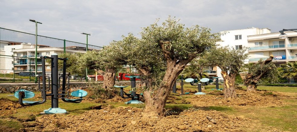 Kuşadası'nda 1137 Ağaç Yer Değiştirdi