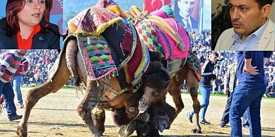 12 Şehit Ülkeyi Yasa Boğarken, Deve Güreşine Devam