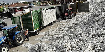 Aydın’da fiyatlar düştü, pamuklar rafa kaldırıldı 