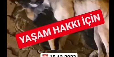 Aydın da Her İlçeden vahşet haberleri geliyor