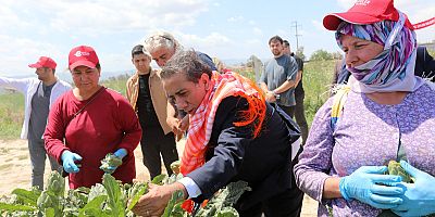 BAŞKAN YETİŞKİN EMEKÇİ KADINLARLA ENGİNAR HASADI YAPTI