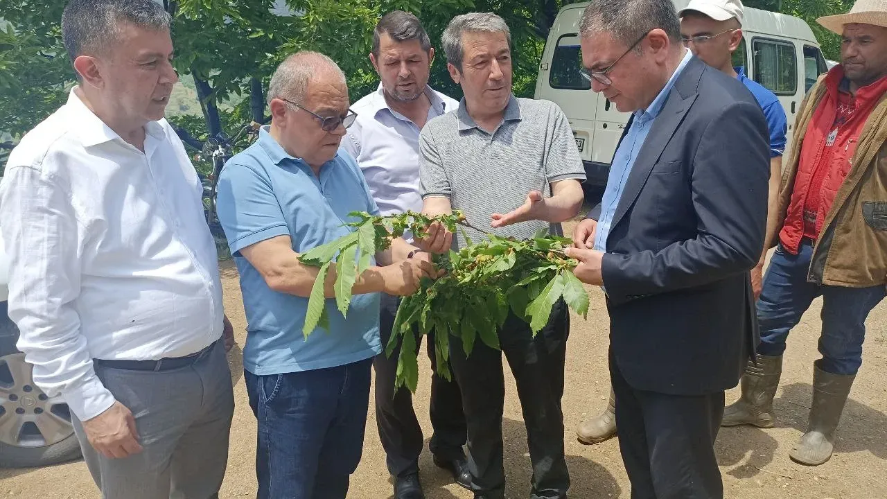 CHP'li Evrim Karakoz Kestane Üreticilerinin Sorunlarını Meclise taşıdı