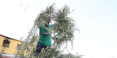 EFELER’DE KEKİK HASADI BAŞLADI