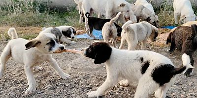 EFELER’İN EKİPLERİ CAN DOSTLAR İÇİN SAHADA