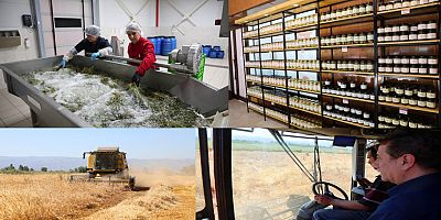 Efeler'in fabrikasında enginar sezonu bitti, Ege otları tezgâha indi