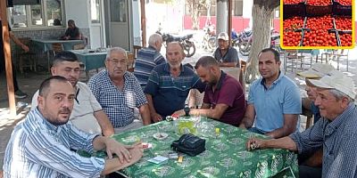 Köşk Ziraat Odası Başkanı Güler : Domates Üreticileri Mağdur 