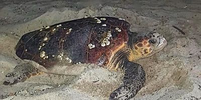 KUŞADASI BELEDİYESİ’NDEN CARETTA CARETTA YUVALARI İÇİN BİR ÖNLEM DAHA