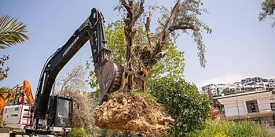 Kuşadası'nda 1137 Ağaç Yer Değiştirdi