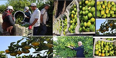 Mandalina İhracatında Ekim Bereketi Rekor Artışlar Yaşandı