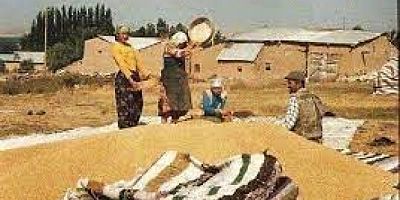 TMO Tahıl Alımında İsteksiz, Randevu Almak İmkansız