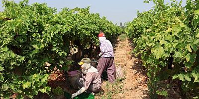 Yaş üzümde 200 milyon dolar aşılacak